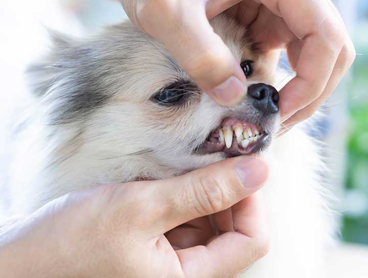 Moody Pet Dentist