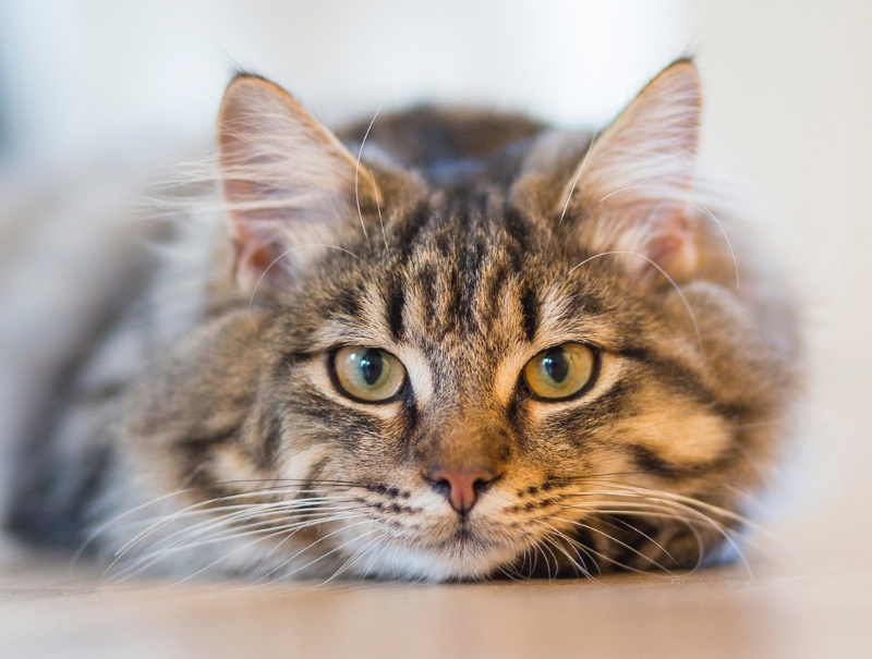 St. Clair Animal Care Forms